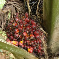 Elaeis guineensis Jacq.